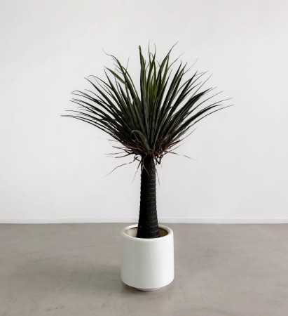 PLANTA ARTIFICIAL YUCA + MACETA FIBRA DE VIDRIO BLANCA